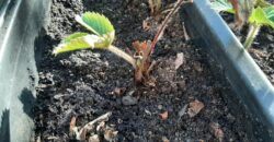 Sadzonka truskawki posadzona w podłużnej, czarnej skrzynce balkonowej wypełnionej ciemną, wilgotną ziemią. Widoczne młode zielone liście na owłosionych łodyżkach wyrastające z centralnej części rośliny.