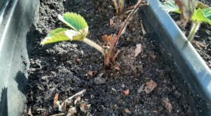 Sadzonka truskawki posadzona w podłużnej, czarnej skrzynce balkonowej wypełnionej ciemną, wilgotną ziemią. Widoczne młode zielone liście na owłosionych łodyżkach wyrastające z centralnej części rośliny.