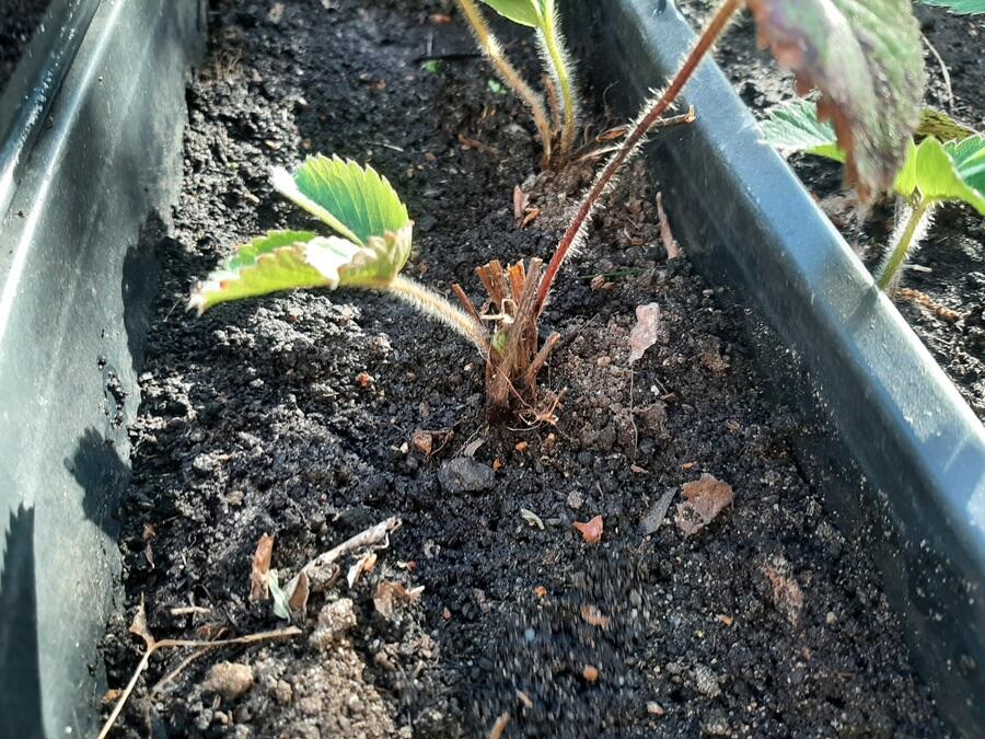 Sadzonka truskawki posadzona w podłużnej, czarnej skrzynce balkonowej wypełnionej ciemną, wilgotną ziemią. Widoczne młode zielone liście na owłosionych łodyżkach wyrastające z centralnej części rośliny.